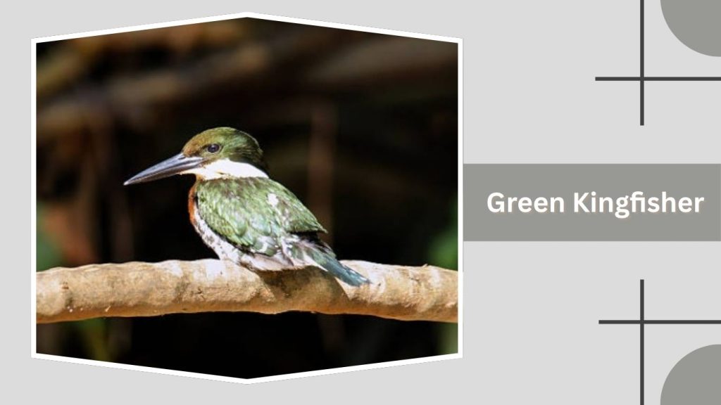 Green Kingfisher