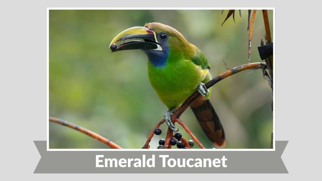 Emerald Toucanet