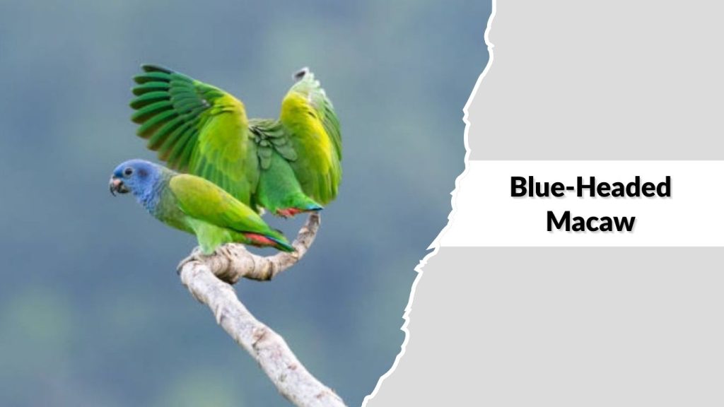 Blue-Headed Macaw