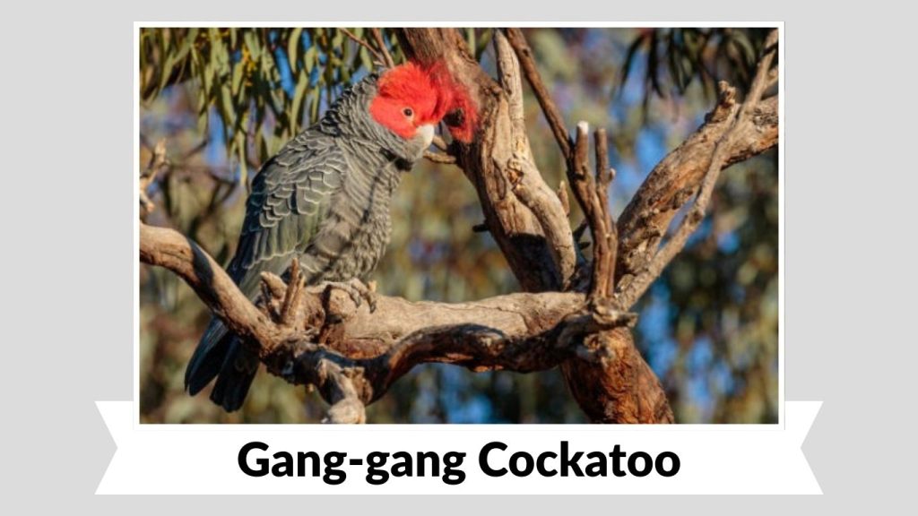 Gang-gang Cockatoo