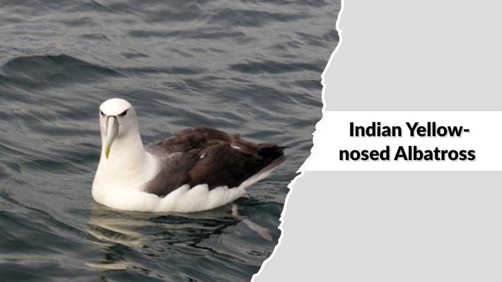 Indian Yellow-nosed Albatross