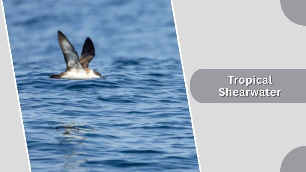 Tropical Shearwater