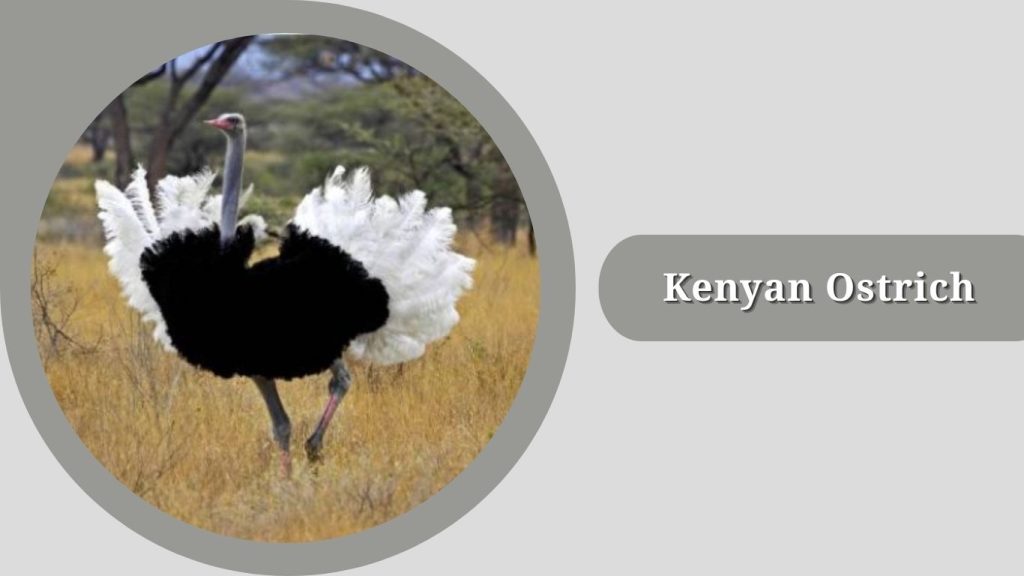  Kenyan Ostrich