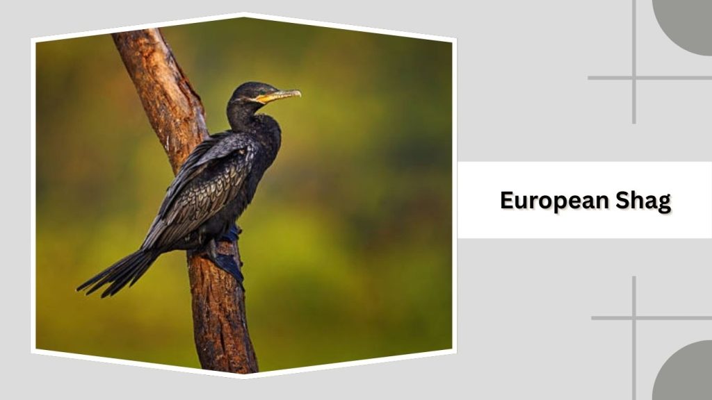 European Shag