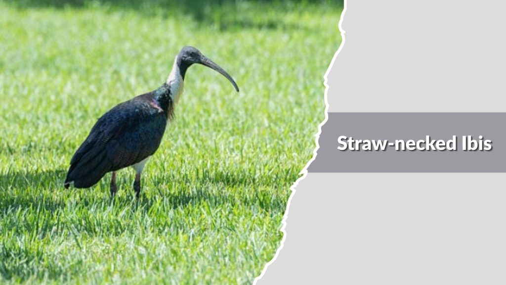 Straw-necked Ibis