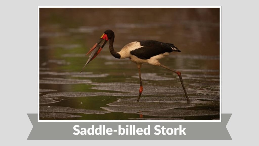 Saddle-billed Stork