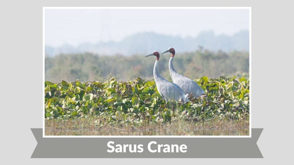 Sarus Crane