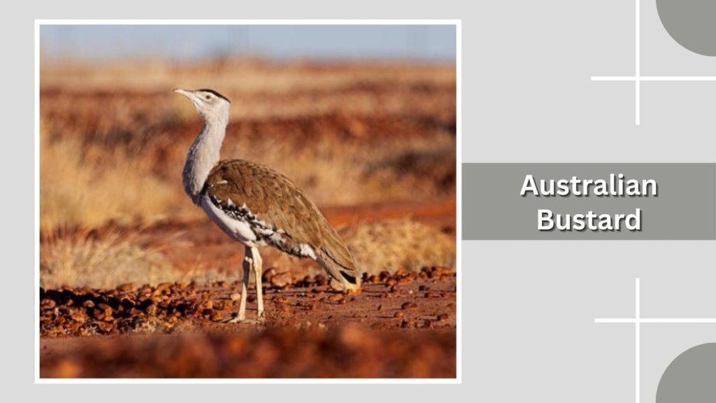 Australian Bustard