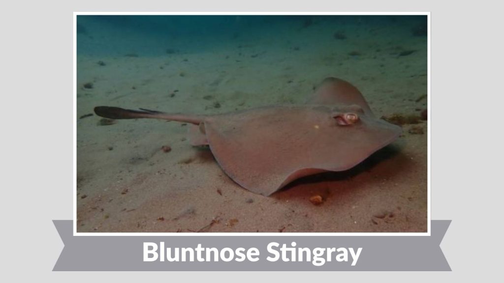 Bluntnose Stingray