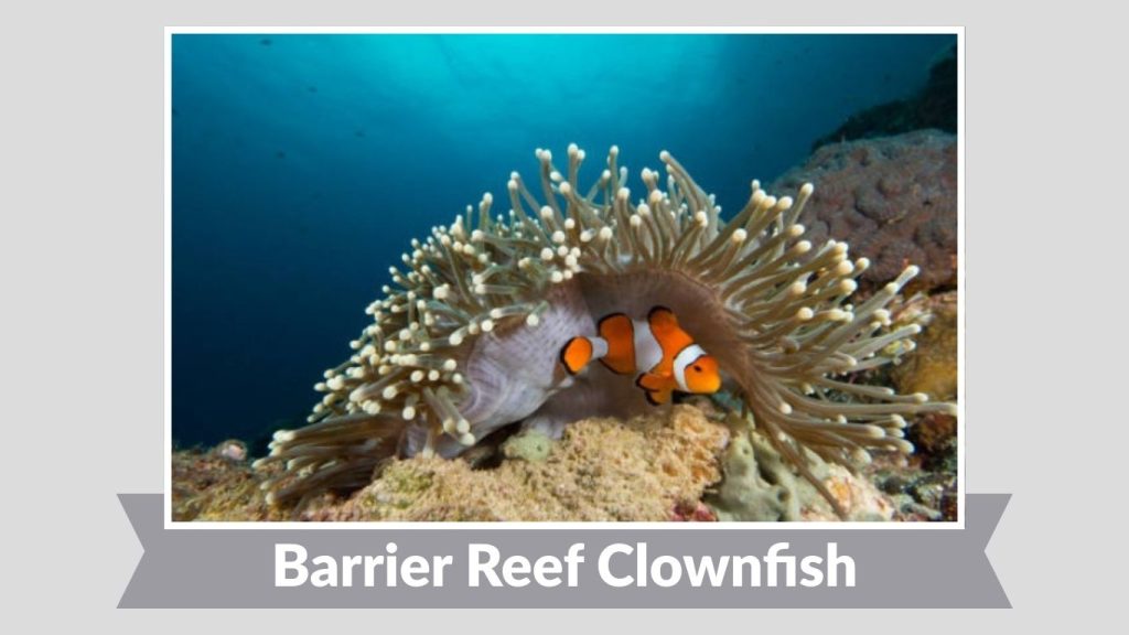 Barrier Reef Clownfish