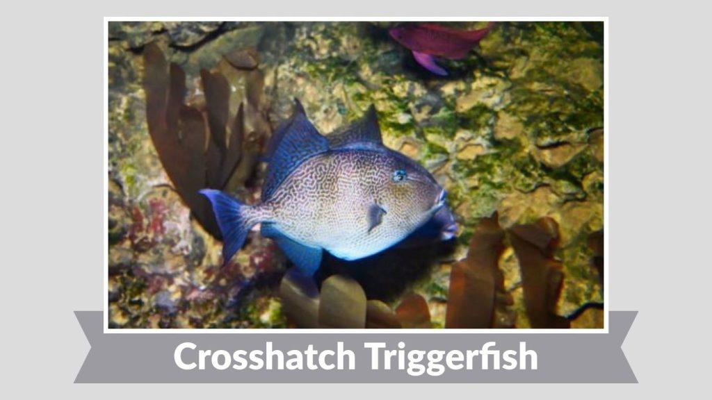 Crosshatch Triggerfish