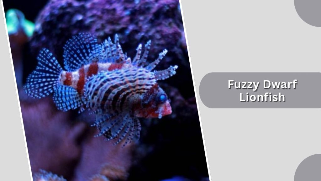 Fuzzy Dwarf Lionfish