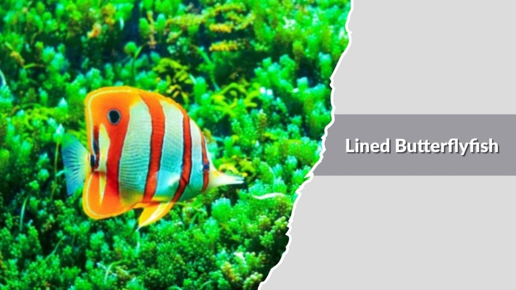 Lined Butterflyfish 