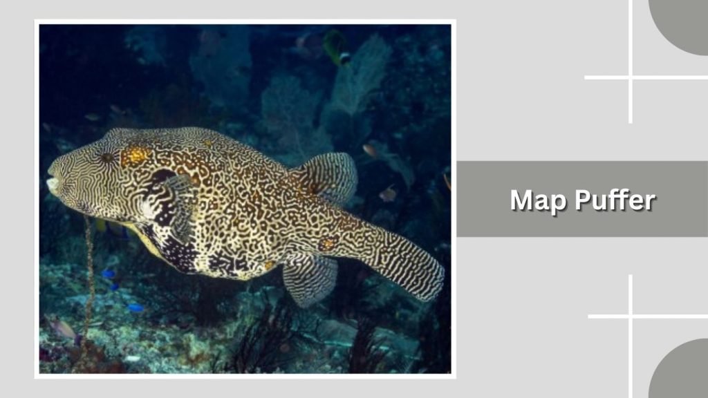 Map Puffer