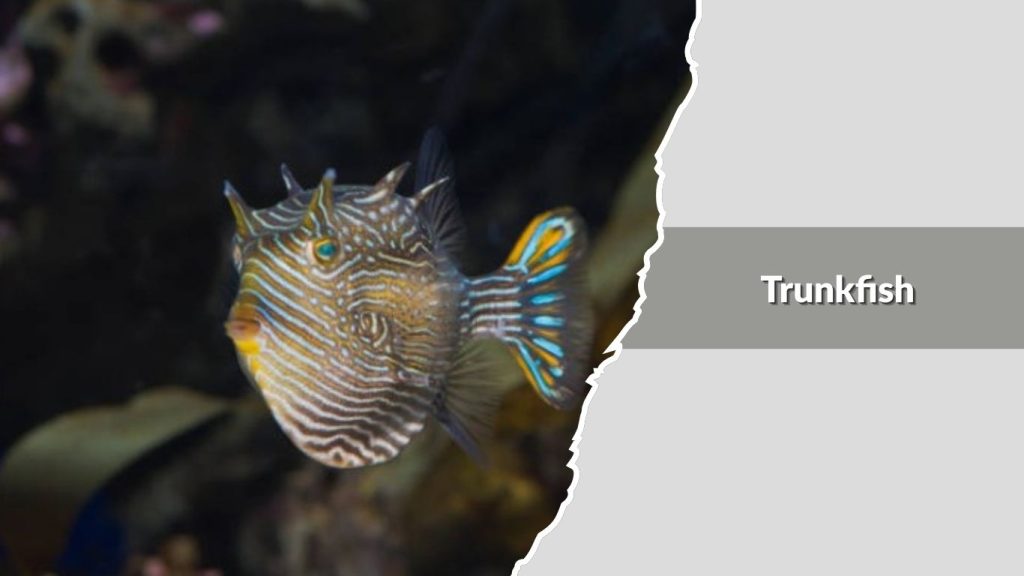 Trunkfish