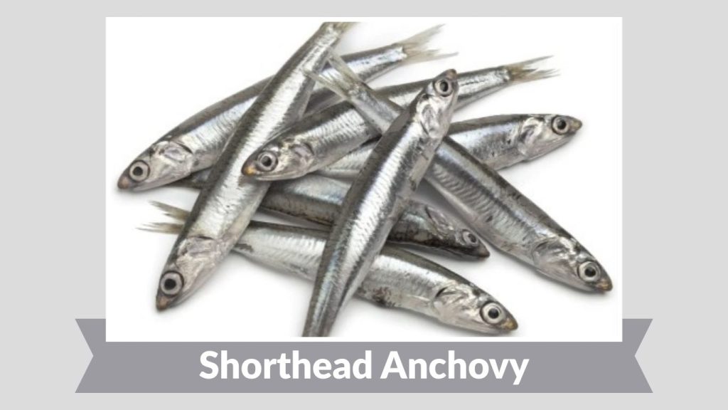 Shorthead Anchovy