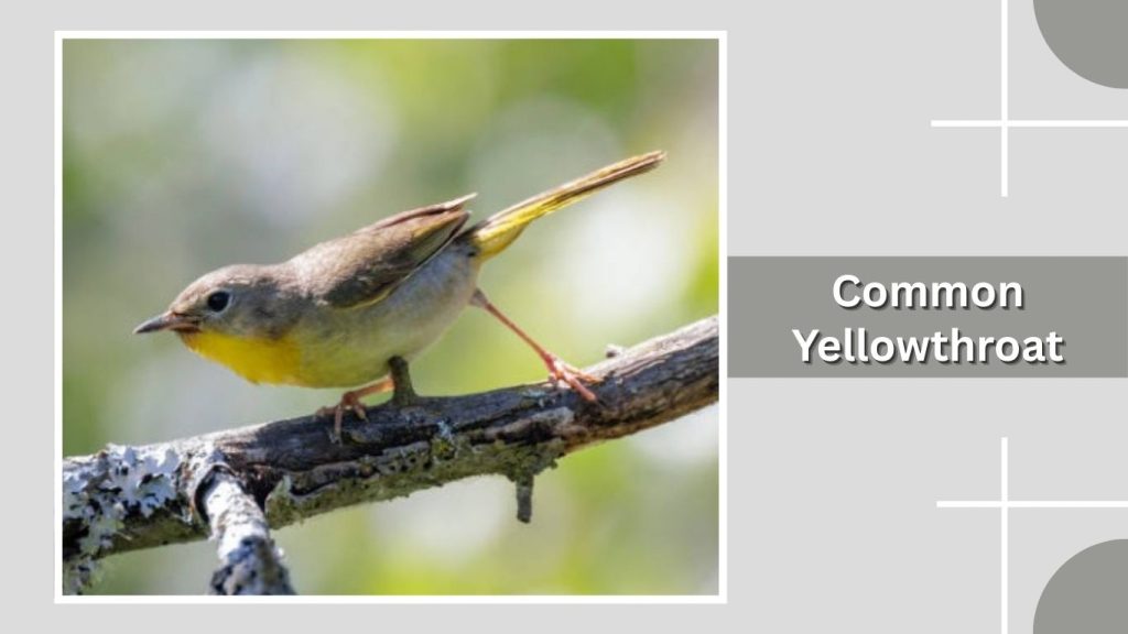 Common Yellowthroat