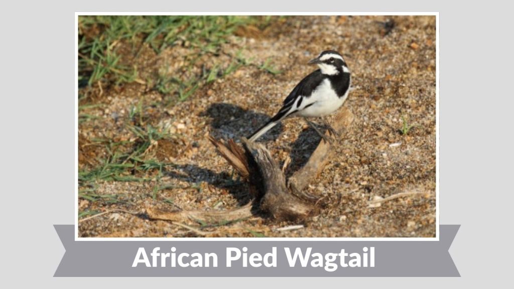 African Pied Wagtail 