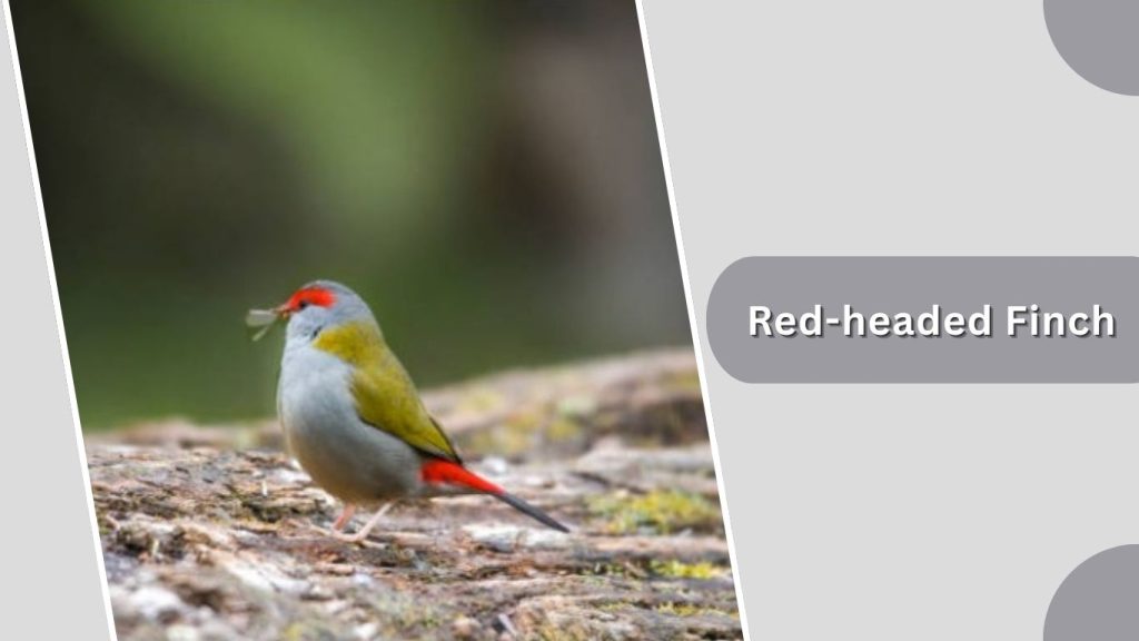 Red-headed Finch