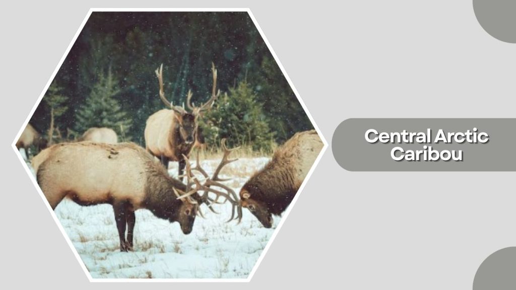Central Arctic Caribou