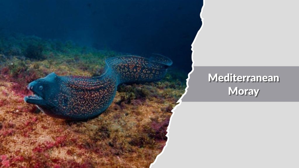 Mediterranean Moray 