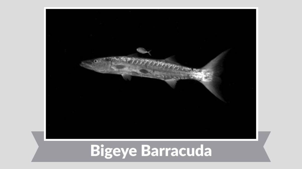 Bigeye Barracuda