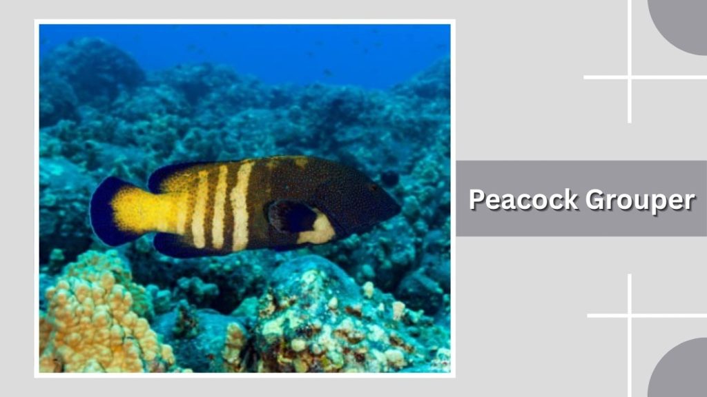 Peacock Grouper