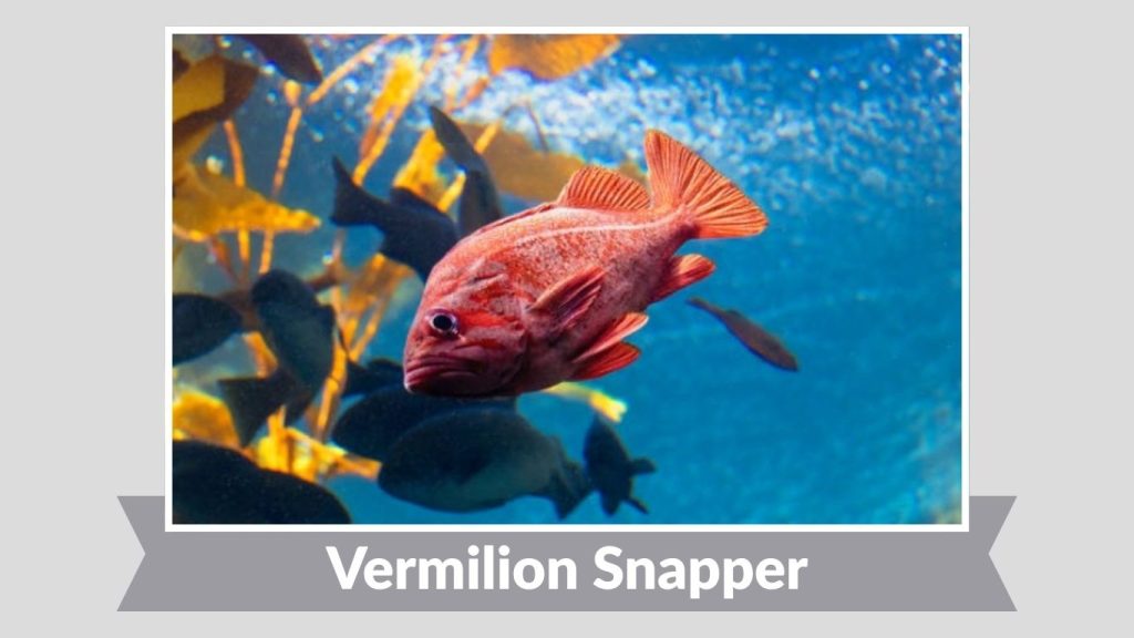Vermilion Snapper