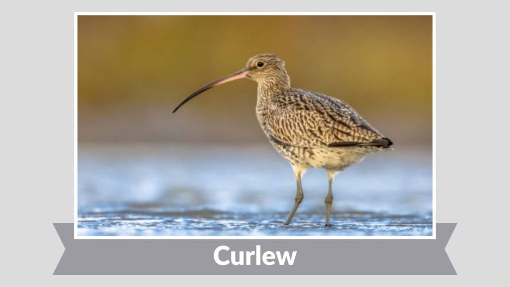 Curlew