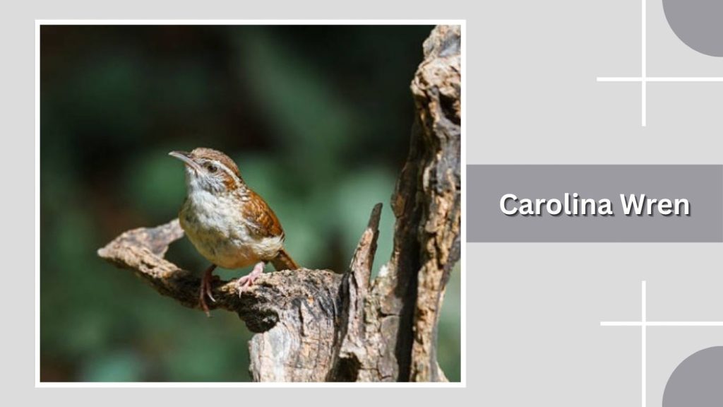Carolina Wren