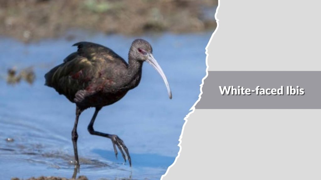White-faced Ibis