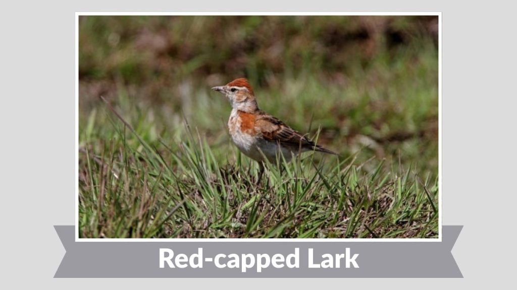 Red-capped Lark