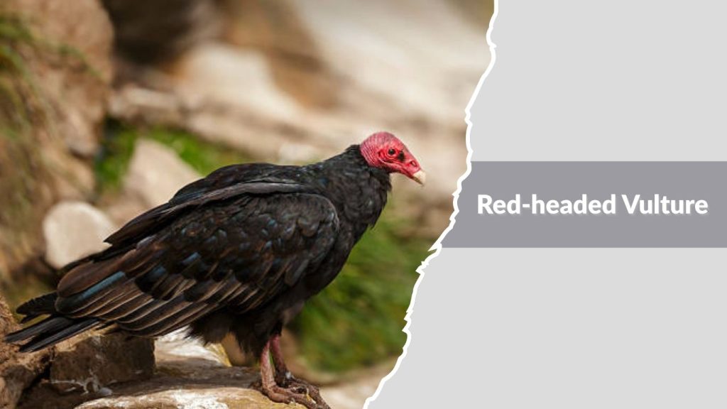 Red-headed Vulture