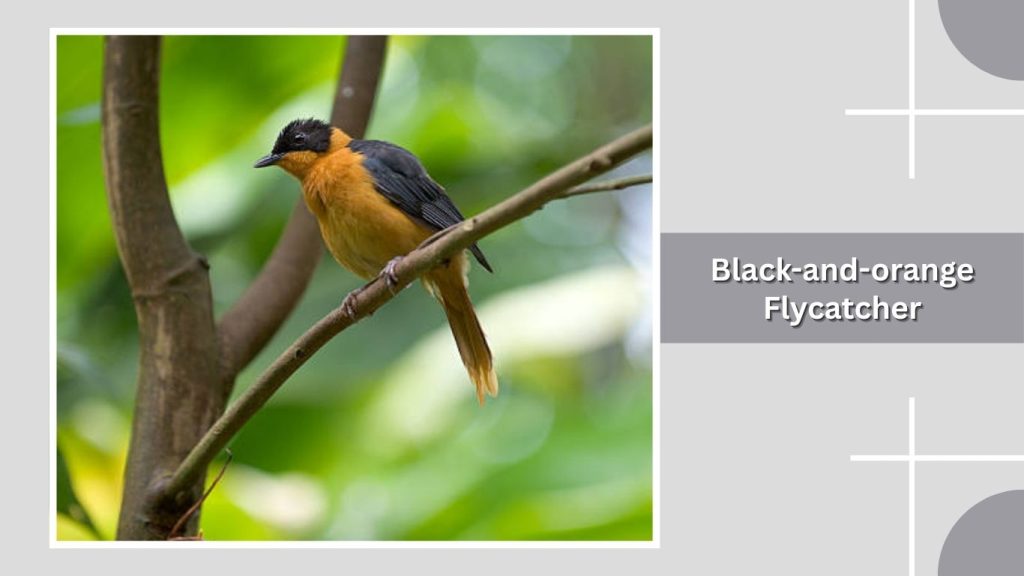 Black-and-orange Flycatcher