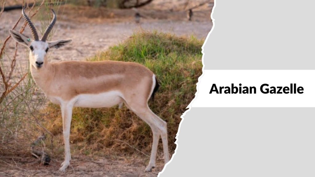 Arabian Gazelle