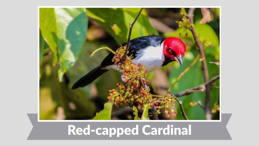 Red-capped Cardinal