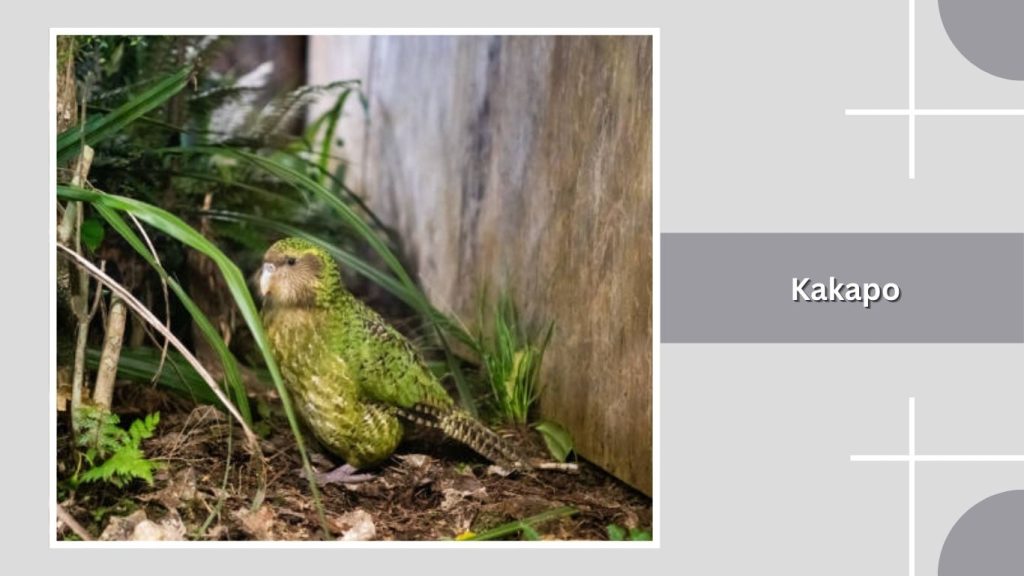 Kakapo