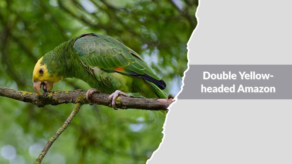 Double Yellow-headed Amazon