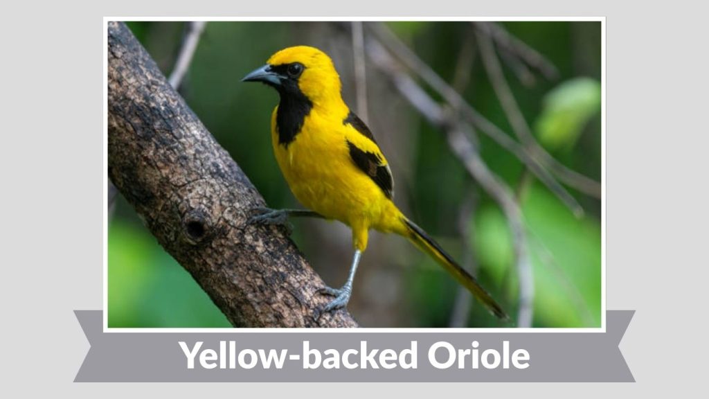 Yellow-backed Oriole