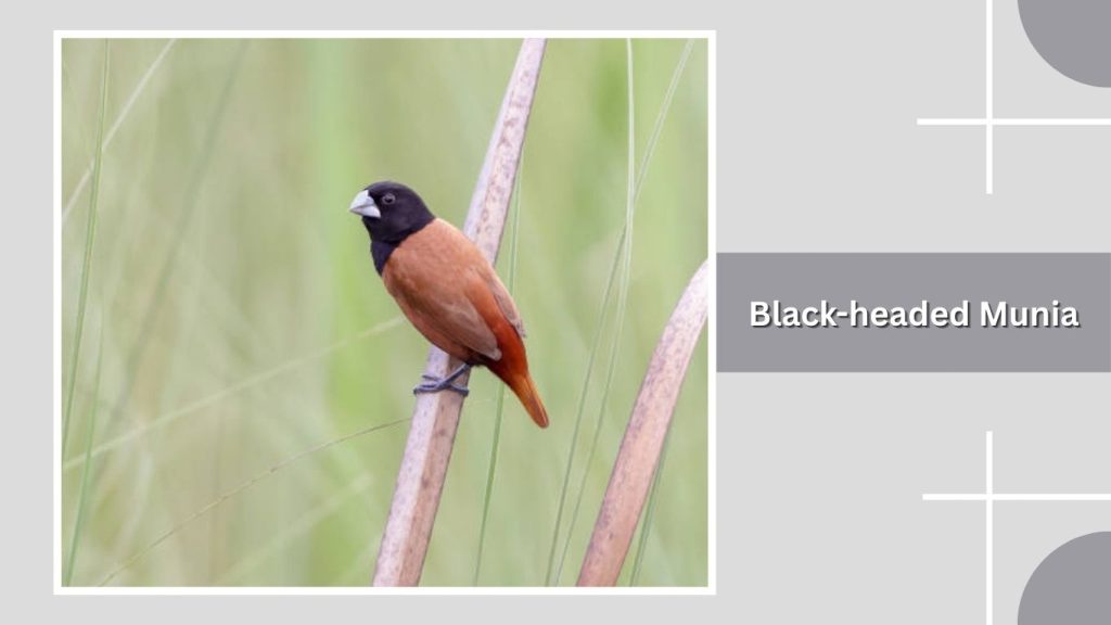 Black-headed Munia