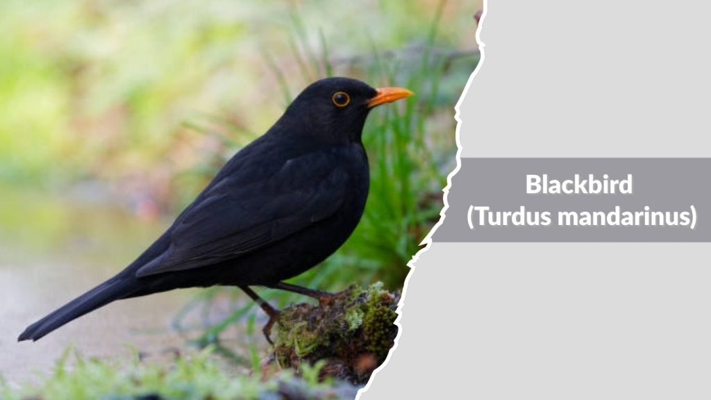 Blackbird (Turdus mandarinus)