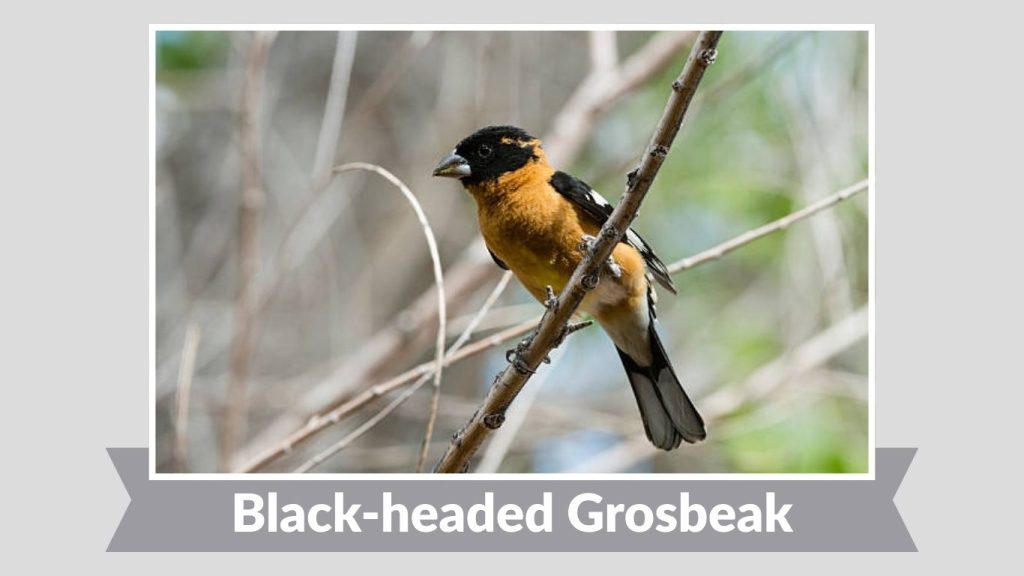 Black-headed Grosbeak