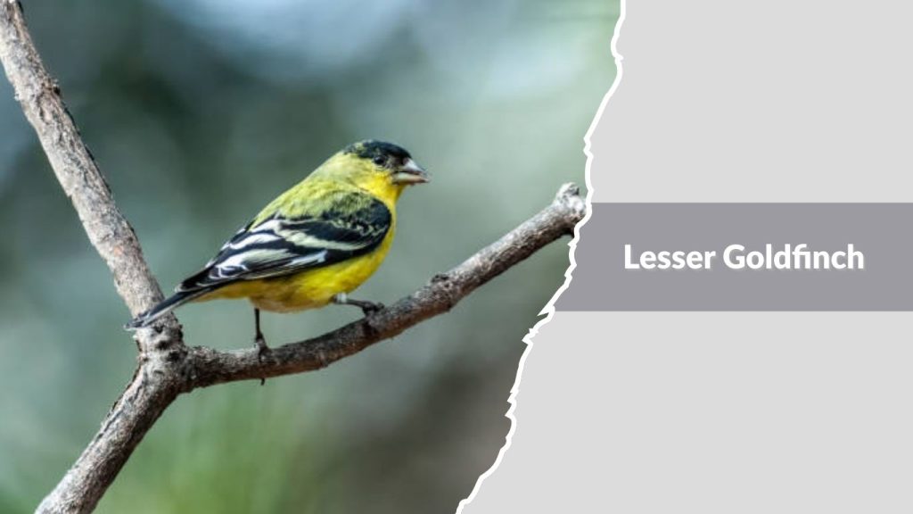  Lesser Goldfinch