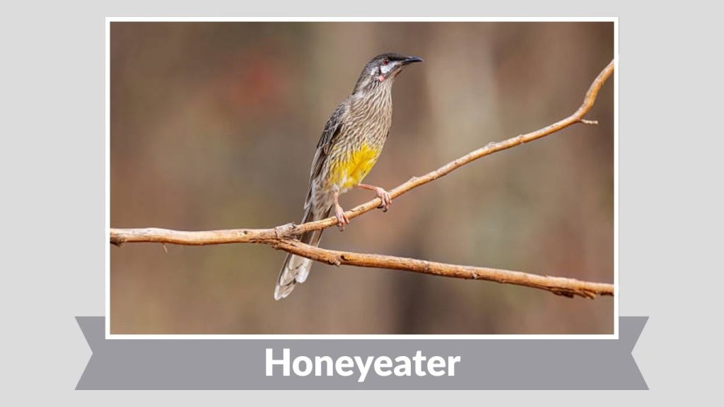  Honeyeater