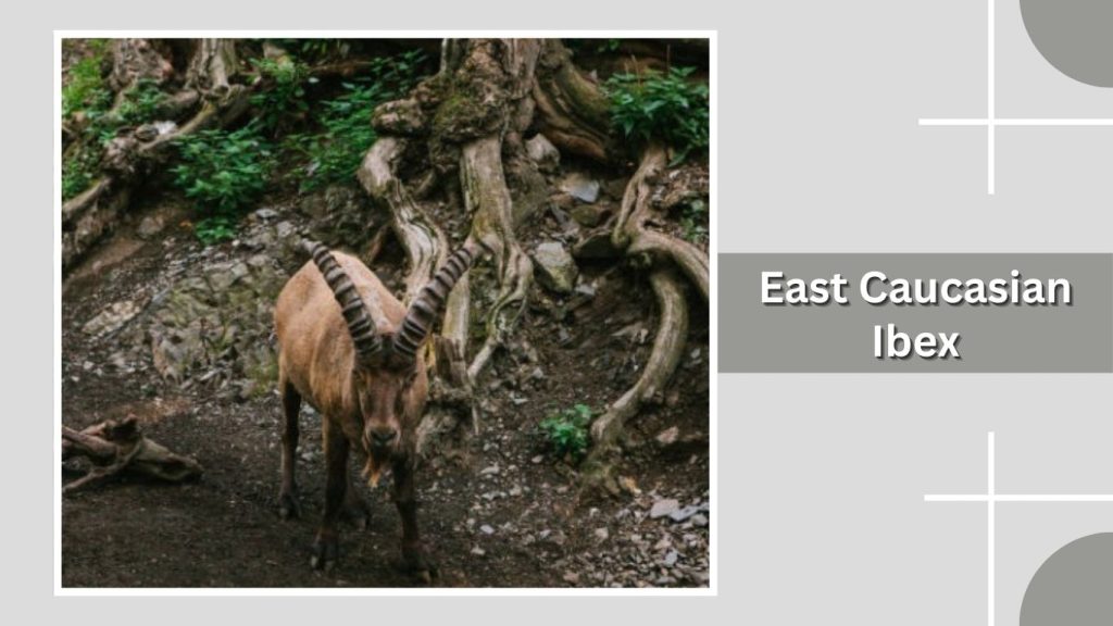 East Caucasian Ibex
