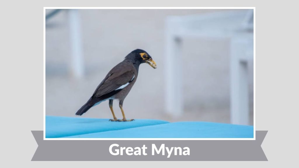  Great Myna