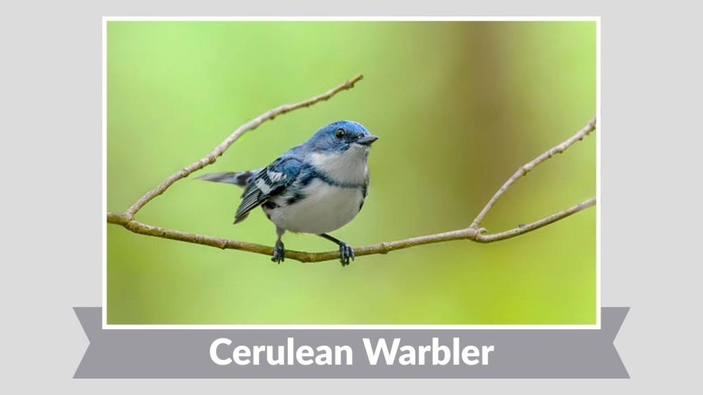  Cerulean Warbler