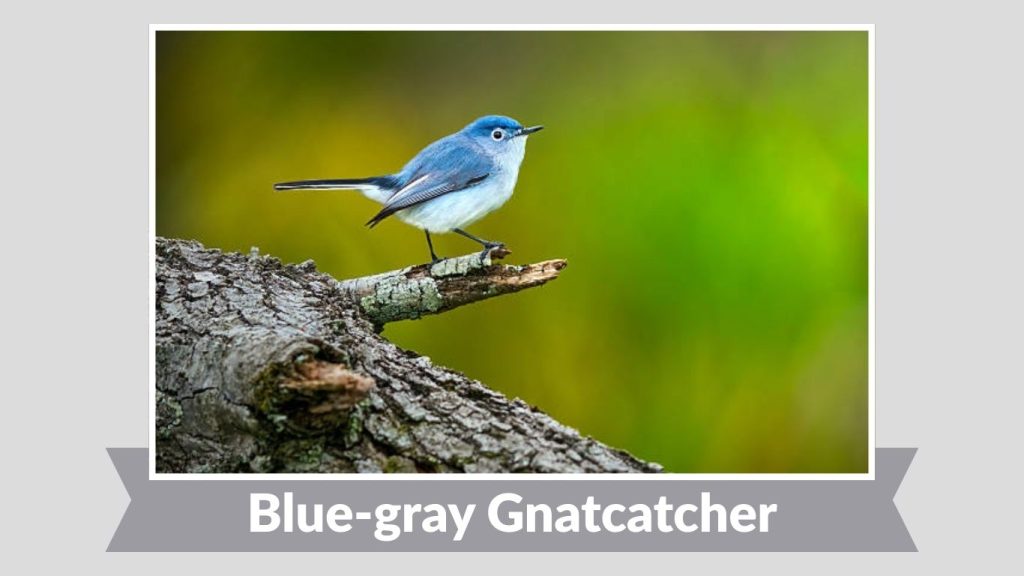 Blue-gray Gnatcatcher