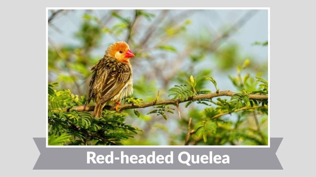 Red-headed Quelea