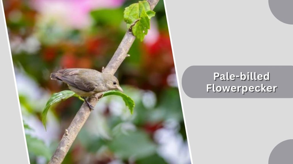 Pale-billed Flowerpecker